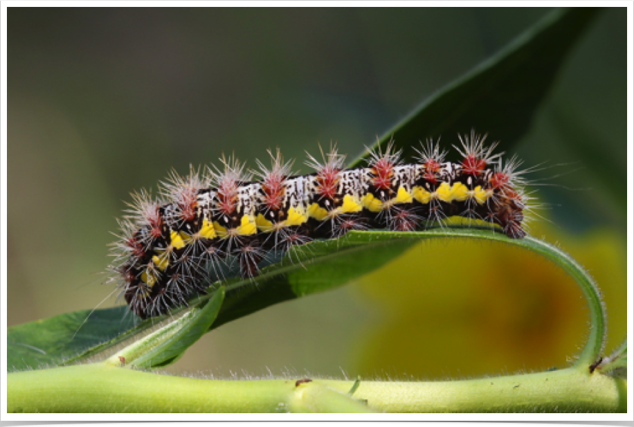 Acronicta oblinita
Smeared Dagger (Smartweed Caterpillar)
Barbour County, Alabama